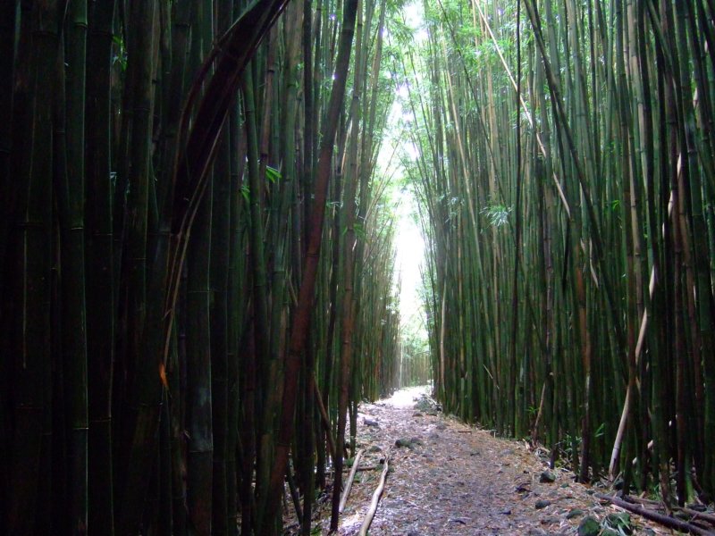 bambooforest.jpg