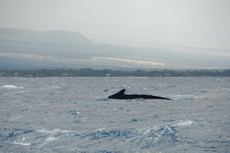 bigislandeyeofthewhalesmallboattour.jpg