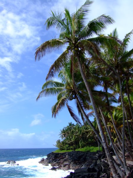 eastcoastofbigislandatpuna.jpg