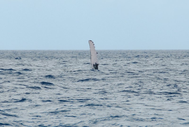 pectoralfinwave.jpg