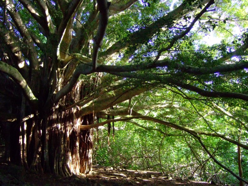 pipiwaitrailbanyantree.jpg