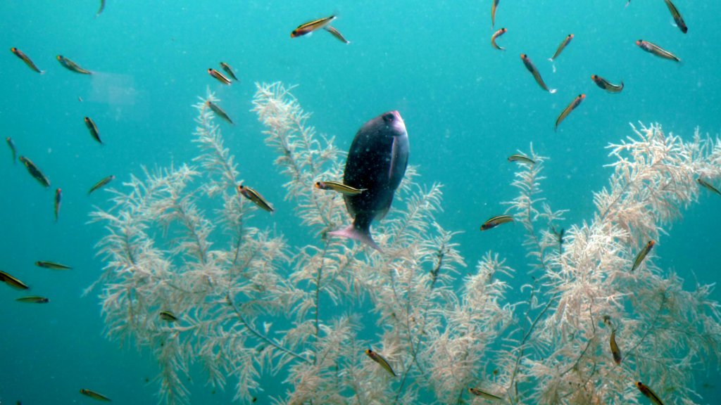 milfordsoundunderwaterobservatory.jpg