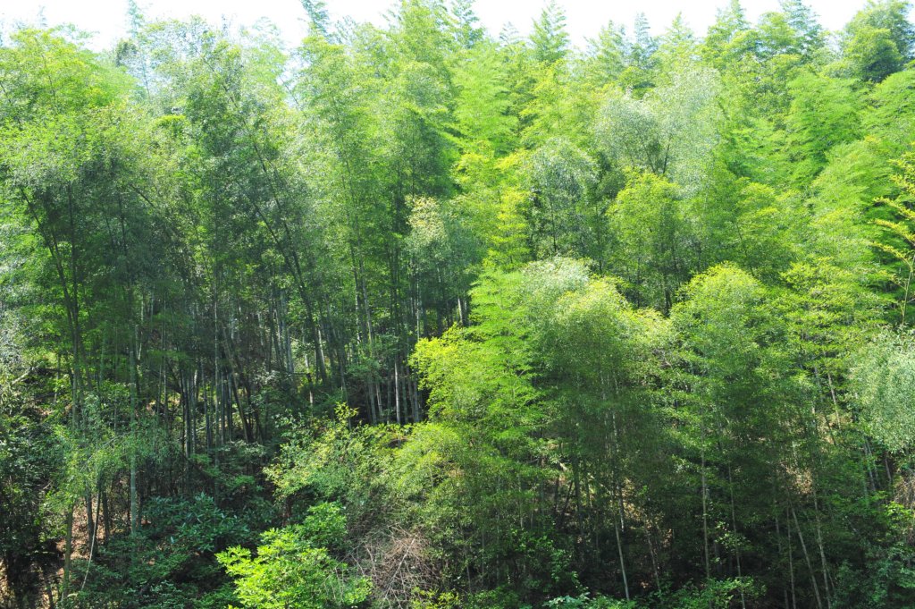 huangshanemeraldvalleybambooforestfromcrouchingtigerhiddendragon.jpg