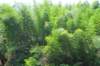 huangshanemeraldvalleybambooforestfromcrouchingtigerhiddendragon_small.jpg