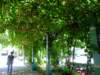 turpangrapetrellis_small.jpg