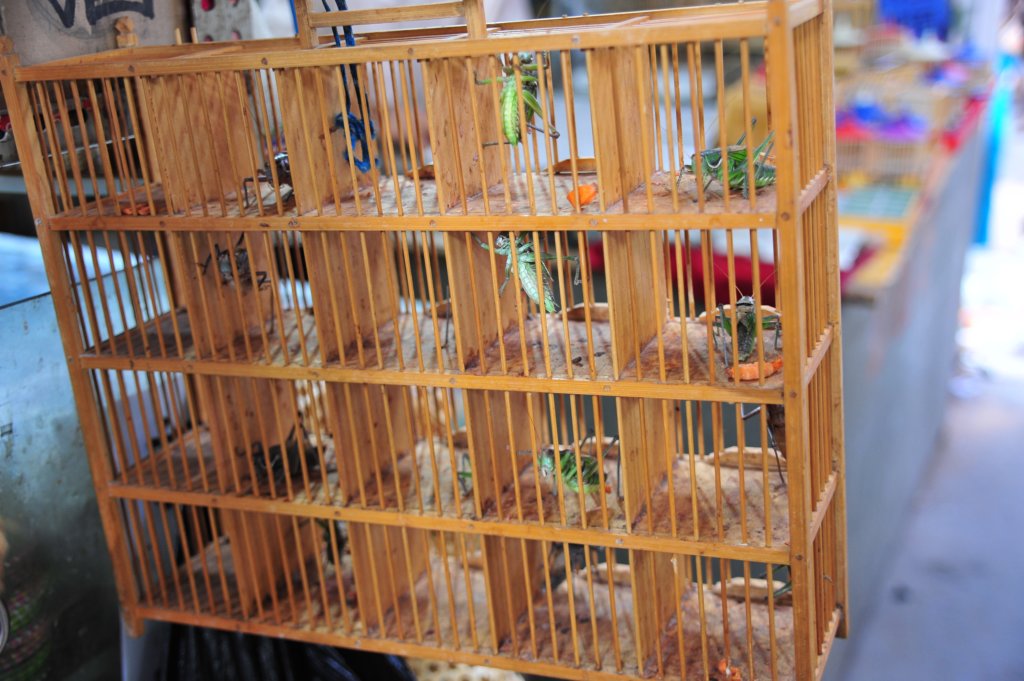 beijingpetmarketcrickets.jpg