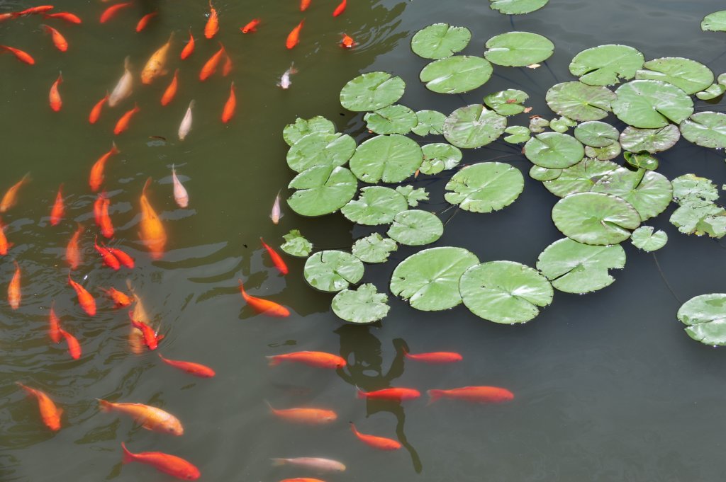 tongligardens.jpg