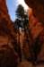 d2x_0288_small.jpg