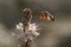 d2x_8231cr_small.jpg